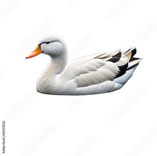 A swimming duck with a background cutout for placing on the water  isolated  transparent background  no background. PNG. Generative AI.