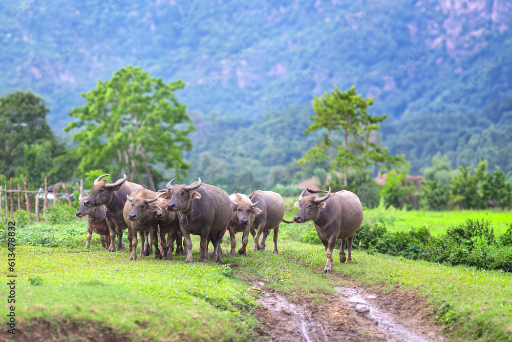 Swamp buffalo landscape. Water buffalos. Thai buffalo herd standing in the meadow,Buffalo in the countryside thailand. A beautiful scenery with buffalos.