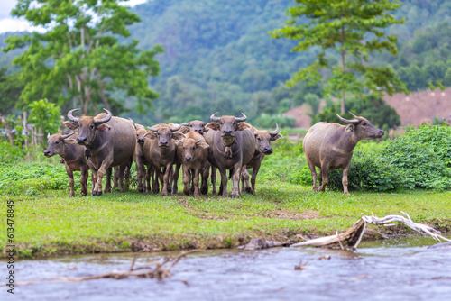 Fototapeta Naklejka Na Ścianę i Meble -  Swamp buffalo landscape. Water buffalos. Thai buffalo herd standing in the meadow,Buffalo in the countryside thailand. A beautiful scenery with buffalos.