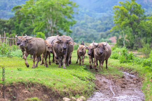 Wallpaper Mural Swamp buffalo landscape. Water buffalos. Thai buffalo herd standing in the meadow,Buffalo in the countryside thailand. A beautiful scenery with buffalos. Torontodigital.ca