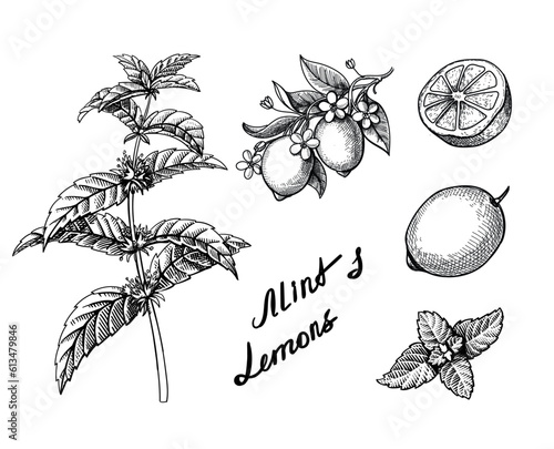 Lemons, lime and mint hand drawn. Sketch illustration citrus fruit, sliced piece and leaves Engraved elements for mojito drink cocktail