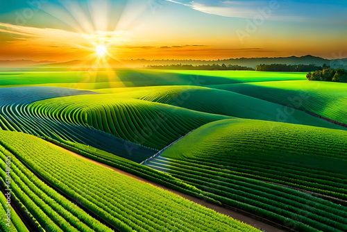 An expansive farmland filled with rows of vibrant green crops