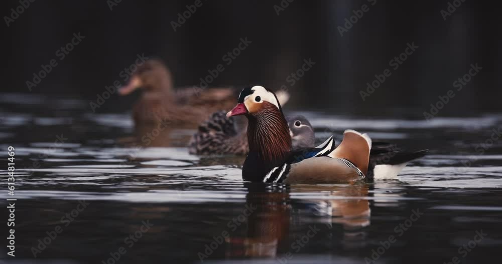 Family of water ducks, little ducklings and mandarin duck floating in a lake water