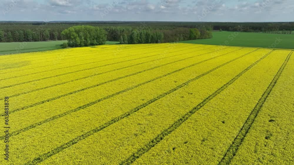 aerial view of yellow full bloom rapeseeds plantation organic natural field farm aerial view of yellow full bloom rapeseeds plantation organic natural field farm