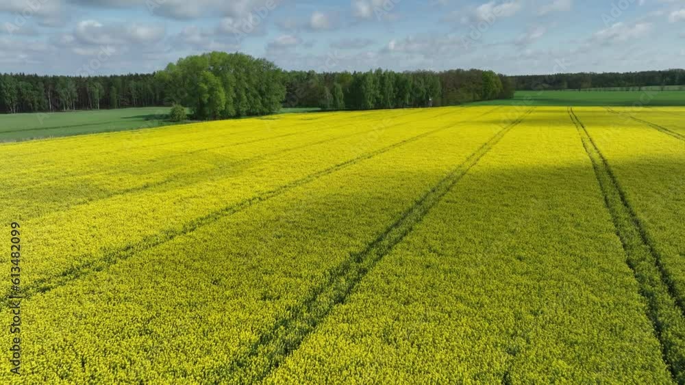 aerial view of scenic yellow blooming rapeseed field organic farm plantation aerial view of scenic yellow blooming rapeseed field organic farm plantation
