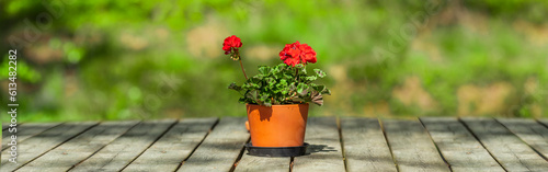Geranien einem Blumentopf auf einem Holztisch vor unscharfem Hintergrund