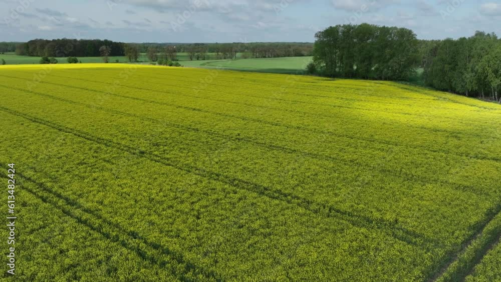 aerial view of clouds passing over a yellow full bloom rapeseed field farm plantation aerial view of clouds passing over a yellow full bloom rapeseed field farm plantation