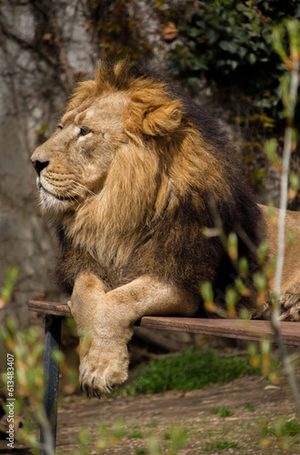 Lion with beautiful mane resting at Wilhelma zoological garden  Stuttgart  Germany
