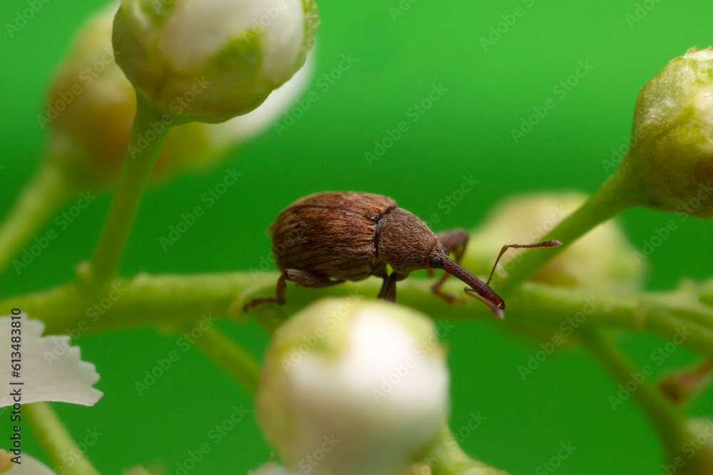 Cherry weevil, Anthonomus rectirostris on bird cherry twig with a green background Cherry weevil, Anthonomus rectirostris on bird cherry twig with a green background