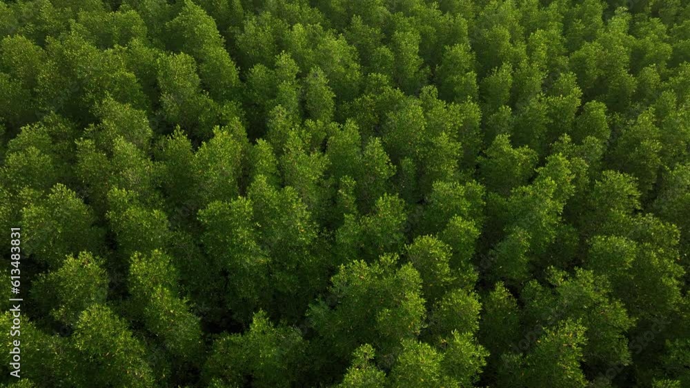 Aerial top down view of mangrove forest, drone flying over tree tops Aerial top down view of mangrove forest, drone flying over tree tops