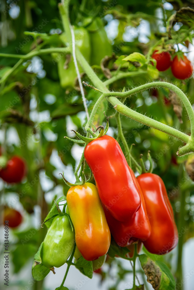 Bunch of ripe and unripe red and green oblong tomatoes in a greenhouse Bunch of ripe and unripe red and green oblong tomatoes in a greenhouse