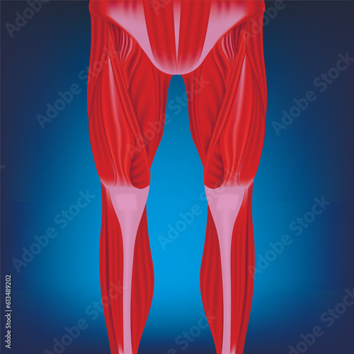 Human legs bekoi on a blue background. Anatomy of the muscles of the legs, hind limbs. Medical poster. Vector illustration