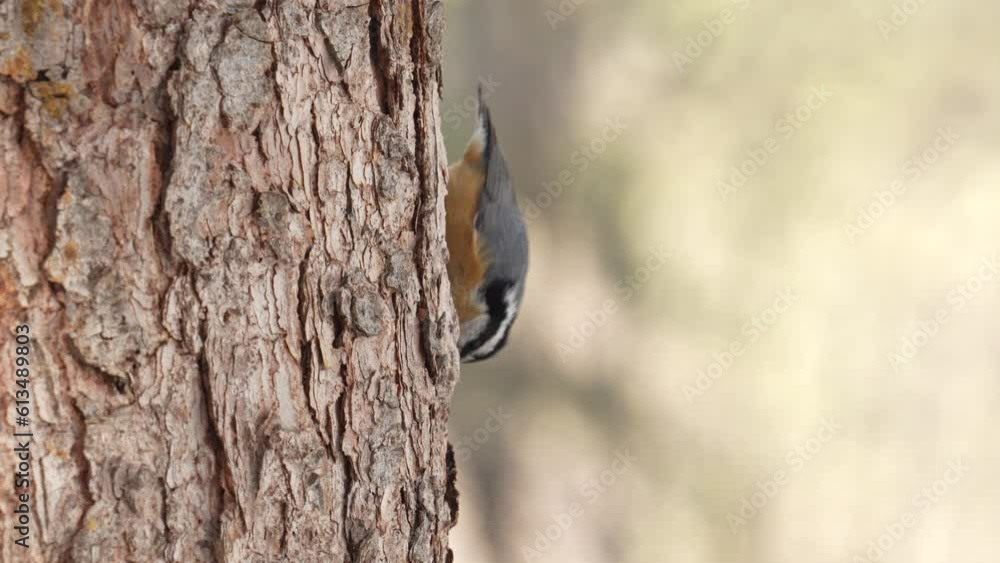 Slow motion video of an upside down red breasted nuthatch foraging for a snack on the bark of a spruce tree and then flying away Slow motion video of an upside down red breasted nuthatch foraging for a snack on the bark of a spruce tree and then flying away