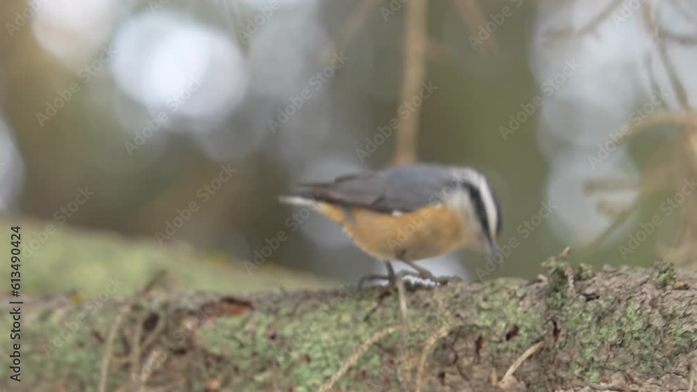 Slow motion video of a hungry red breasted nuthatch pecking at the bark of a spruce tree and eating a hidden bug before flying away Slow motion video of a hungry red breasted nuthatch pecking at the bark of a spruce tree and eating a hidden bug before flying away