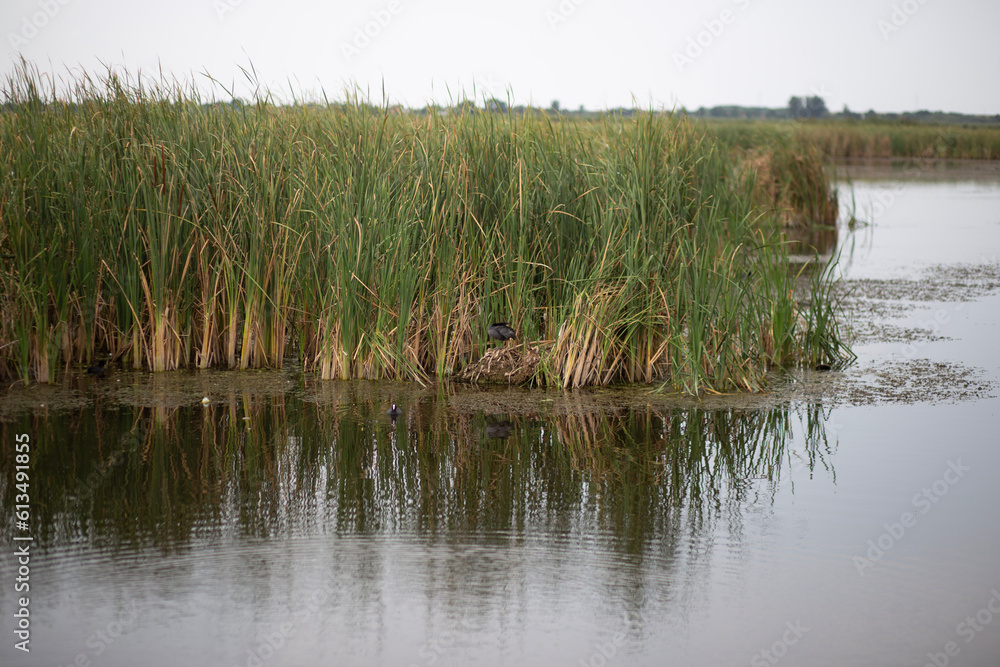 reeds in the water reeds in the water