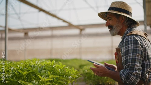 Happy farmer working in his greenhouse. Senior man taking care of his farm and harvest in his small business start up