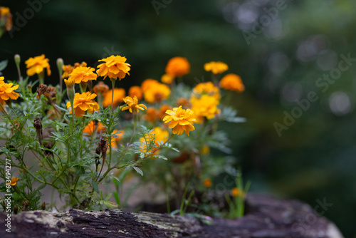 Yellow flowers