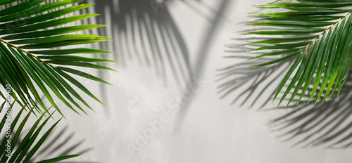 Summer green leaves of coconut palm and shadow. Free space for your decoration and gray background.