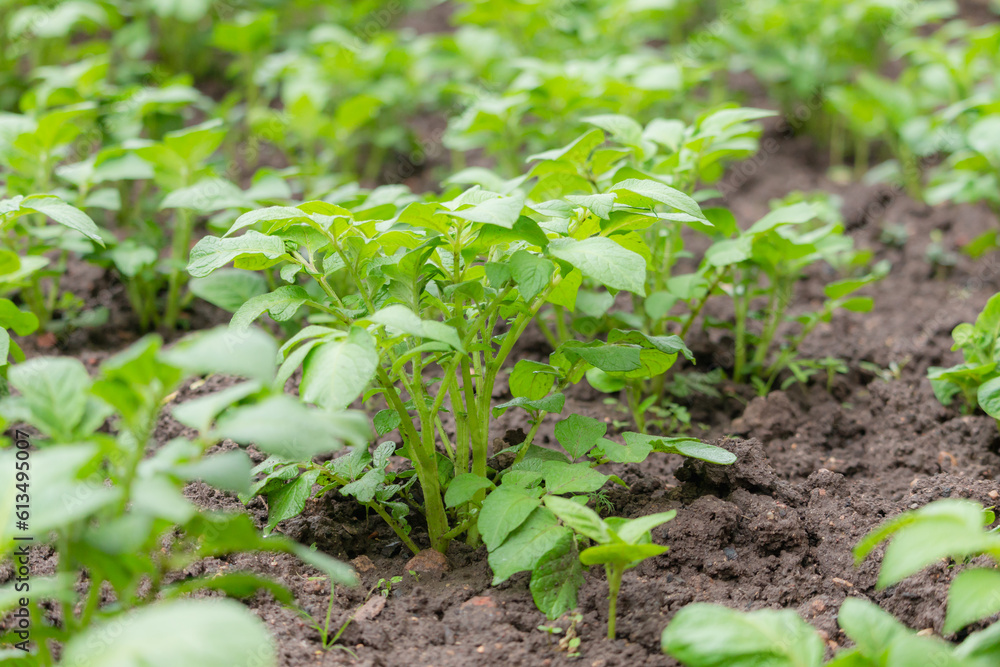 Growing potato plant in a field. Summer season Growing potato plant in a field. Summer season