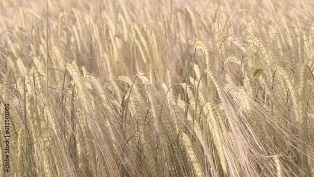 conducts vegetation tests in field, agronomist scientist in white coat check quality of grain, increasing productivity grain crops, creating and researching new varieties of wheat conducts vegetation tests in field, agronomist scientist in white coat check quality of grain, increasing productivity grain crops, creating and researching new varieties of wheat