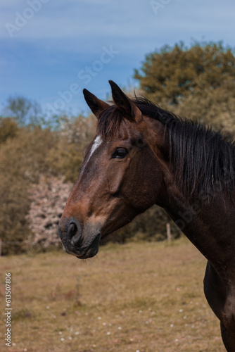 Horse head portrait, horse portrait  © Clo