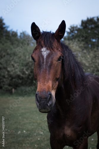 Horse head portrait  horse portrait 