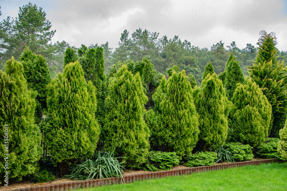 Obraz premium Drzewka iglaste w ogrodzie, tuje świerki i cyprysy 