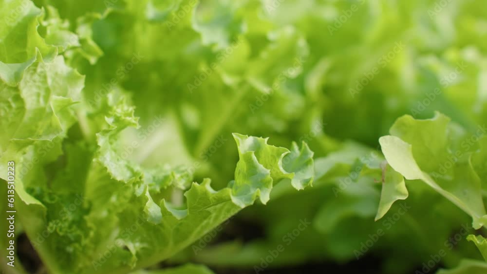 Extreme close-up, fresh ripe green lettuce in the greenhouse. Extreme close-up, fresh ripe green lettuce in the greenhouse.