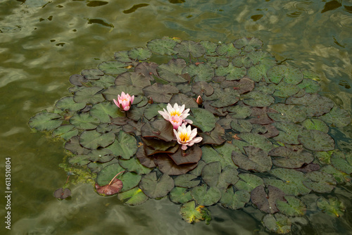 Seerosen Lotos Blüte Teich