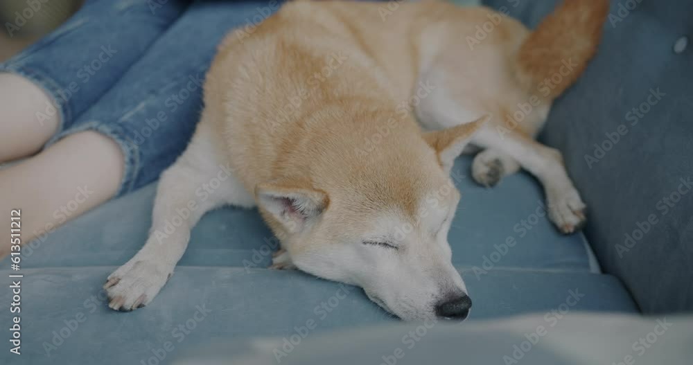 Close-up of adorble dog shiba inu breed sleeping on couch next to female owner relaxing at home. Domestic animals and cute pets concept. Close-up of adorble dog shiba inu breed sleeping on couch next to female owner relaxing at home. Domestic animals and cute pets concept.