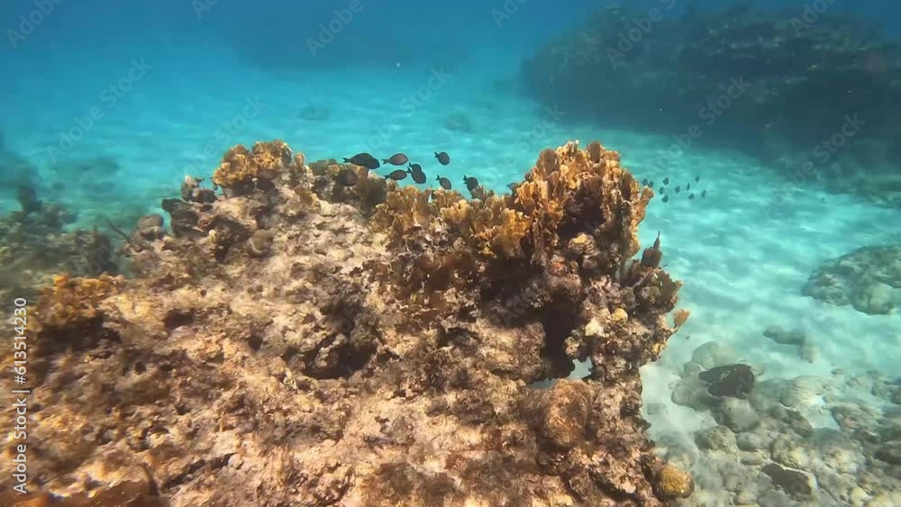 A school of Blue Tang fish swimming along the ocean. A school of Blue Tang fish swimming along the ocean.