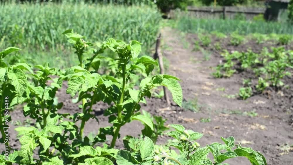 Bushes of potatoes on the field, early eco food, potato with flowers. Agriculture horizontal 4k footage, harvest time Bushes of potatoes on the field, early eco food, potato with flowers. Agriculture horizontal 4k footage, harvest time