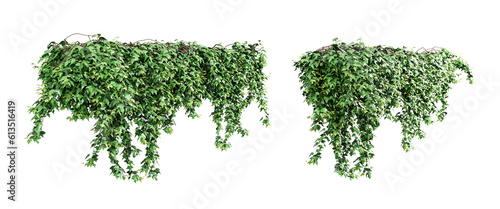 Green creeper in 3d isolated on white background photo