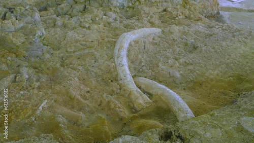 Mammoth tusks at the Orce site. First settlers of Europe. orce. Huéscar region. Geopark of Gorafe. Grenada Province. Andalusia. Spain. Europe photo