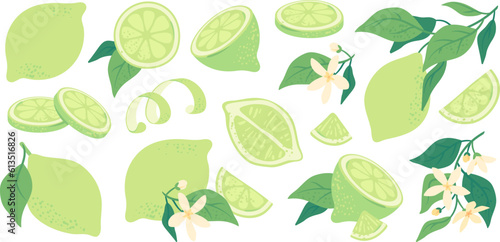 Tropical summer ripe limes, vitamin rich organic citrus fruits, juicy sliced lime, peel. Hand drawn tree branch with leaves and fresh lime, sour drink ingredient, vegetarian diet food vector set