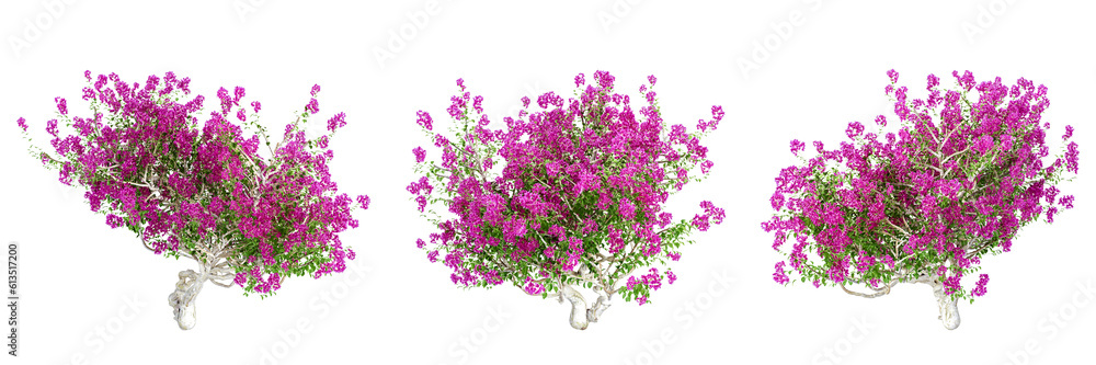 Bougainvillea plants isolated on white background Bougainvillea plants isolated on white background