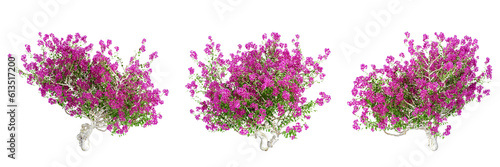 Bougainvillea plants isolated on white background