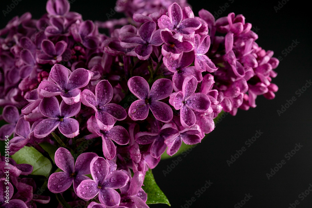 Lilac (lat.Syringa vulgaris) closeup in the spring on a black background. Lilac (lat.Syringa vulgaris) closeup in the spring on a black background.