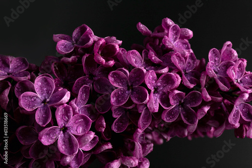 Lilac  lat.Syringa vulgaris  closeup in the spring on a black background.