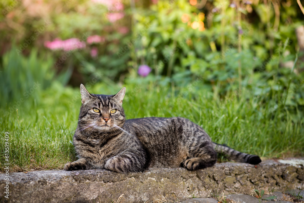 Tabby cat lies on a stone step and looks straight ahead. Portrait of a European shorthair cat watching the action outdoors. Outside in the backyard with meadow and plants