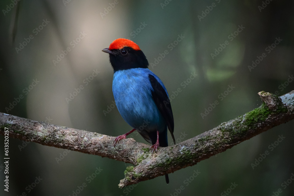 Fototapeta premium Swallow-tailed Manakin (Chiroxiphia caudata)