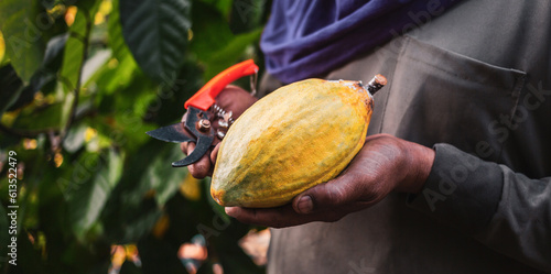 Close-up hands of a cocoa farmer use pruning shears to cut the cocoa pods or fruit ripe yellow cacao from the cacao tree. Harvest the agricultural cocoa business produces.