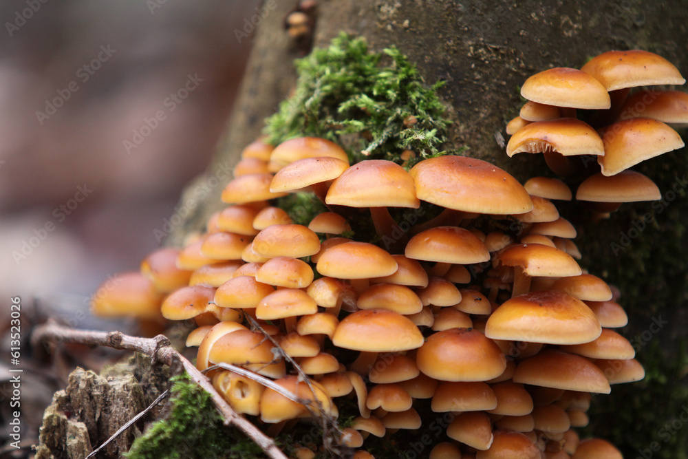 Mushrooms against a tree Mushrooms against a tree