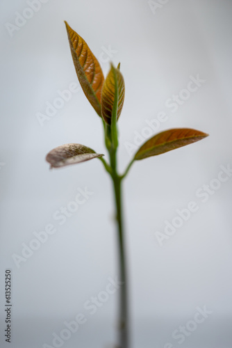 Avocado sprout, first few leaves, close-up
