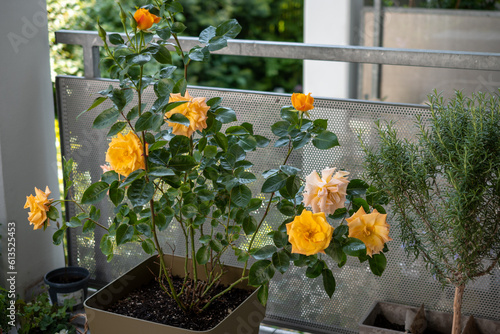Rose Lusatia. Closeup on yellow, pinkish, orange petals flowers.