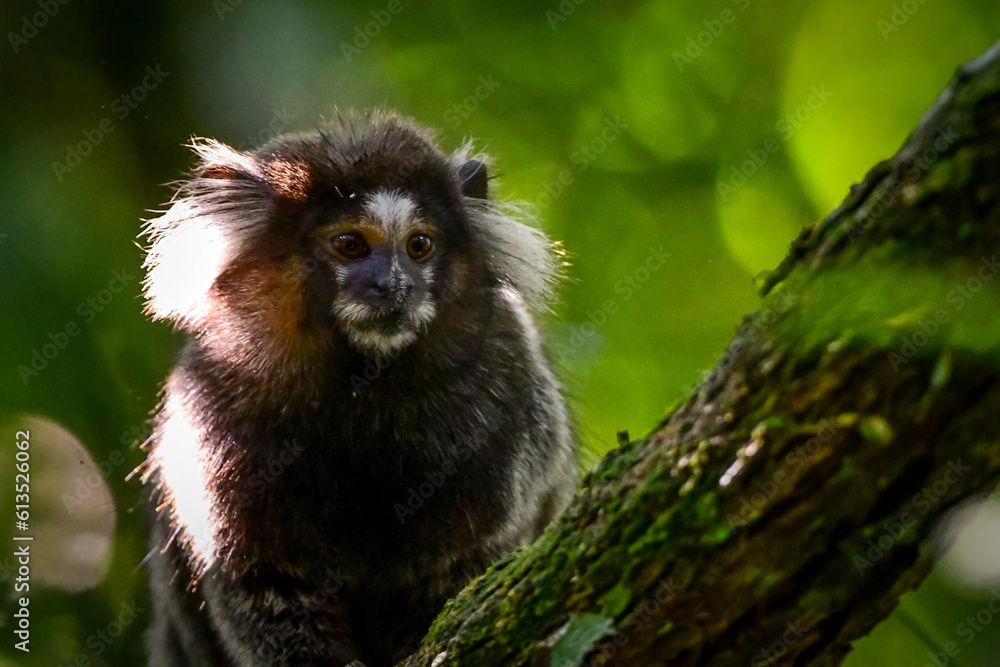 Fototapeta premium Hybrid marmoset