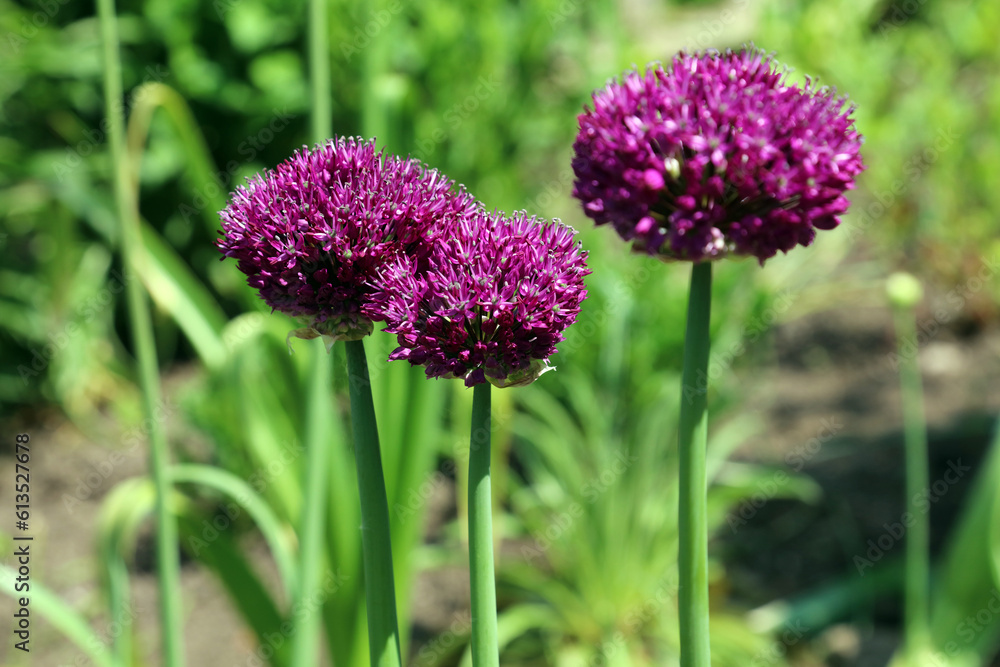 Obraz premium Three Giant Onion blooms, Derbyshire England 