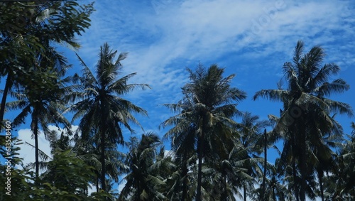 Tree blue sky  tree top against blue sky on a sunny day. Nature Indonesia