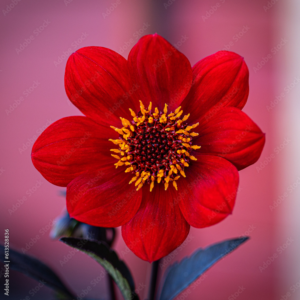 Dahlia, Bishop of Auckland, wallpaper, background, flower, high res Dahlia, Bishop of Auckland, wallpaper, background, flower, high res