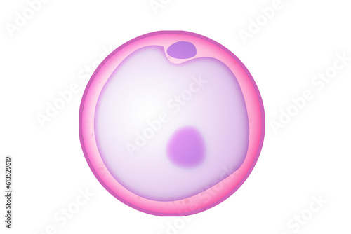 Oocyte as an immature egg